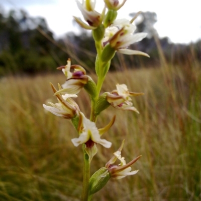 Prasophyllum viriosum