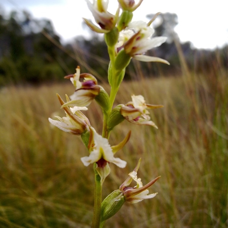 Paraprasophyllum viriosum