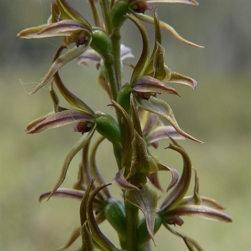 Paraprasophyllum wilkinsoniorum