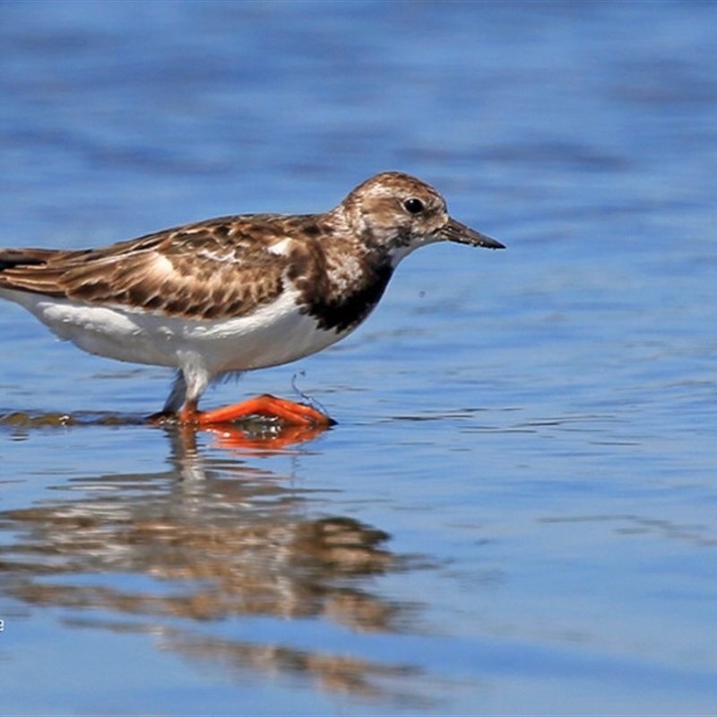 Arenaria interpres