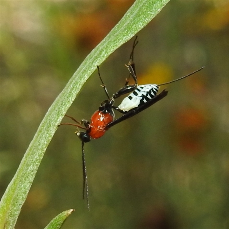 Pristomerus sp. (genus)