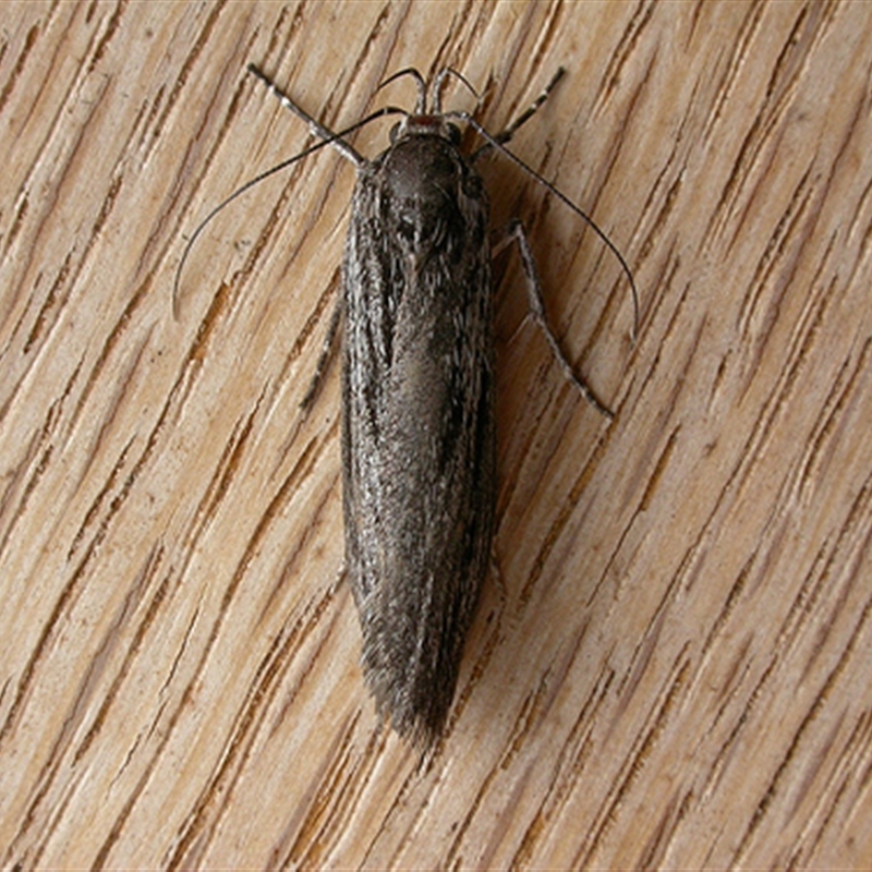 Procometis phloeodes