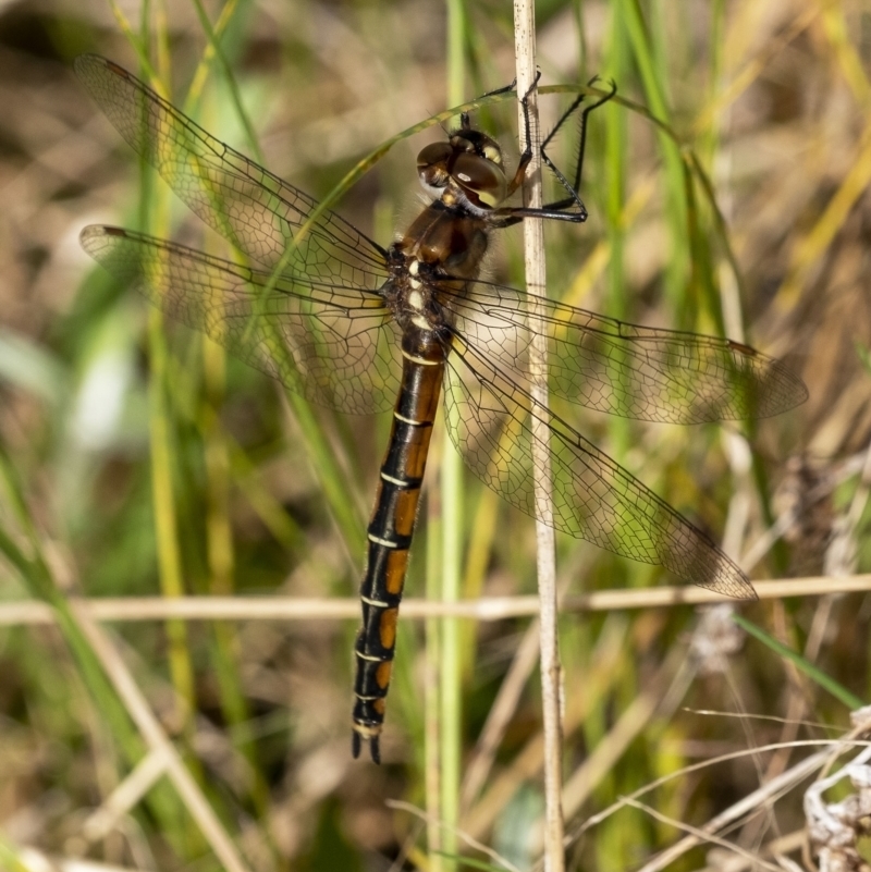 Procordulia jacksoniensis