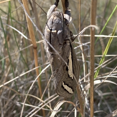 Abantiades magnificus