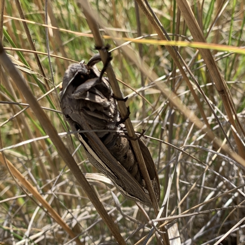 Abantiades magnificus