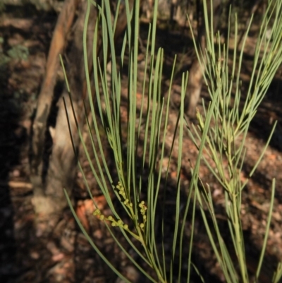 Acacia linearifolia