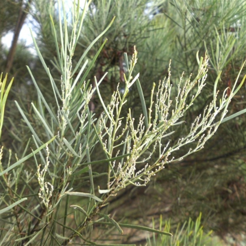 Acacia linearifolia