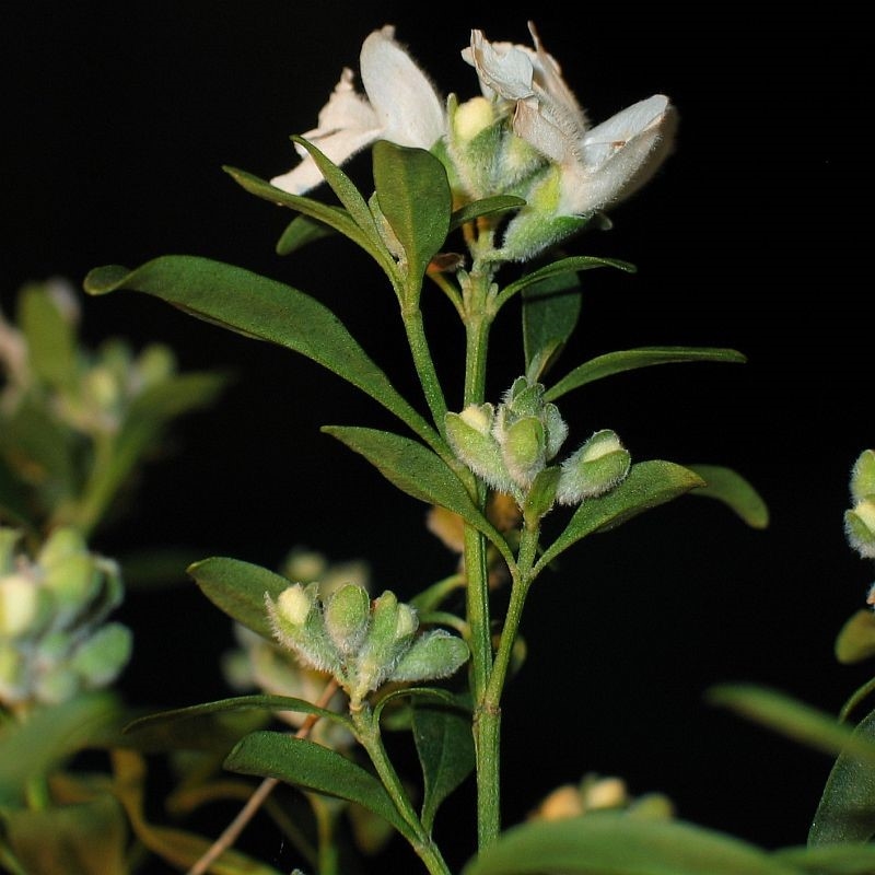 Prostanthera conniana