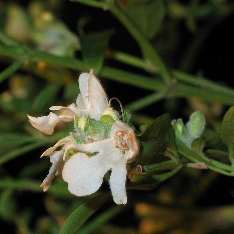 Prostanthera conniana