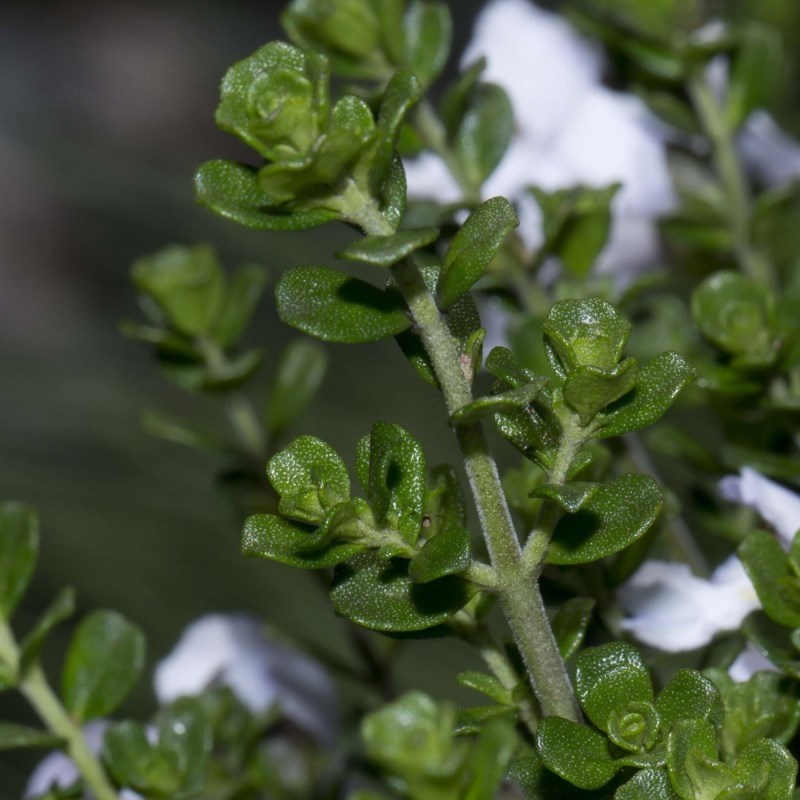 Prostanthera cuneata