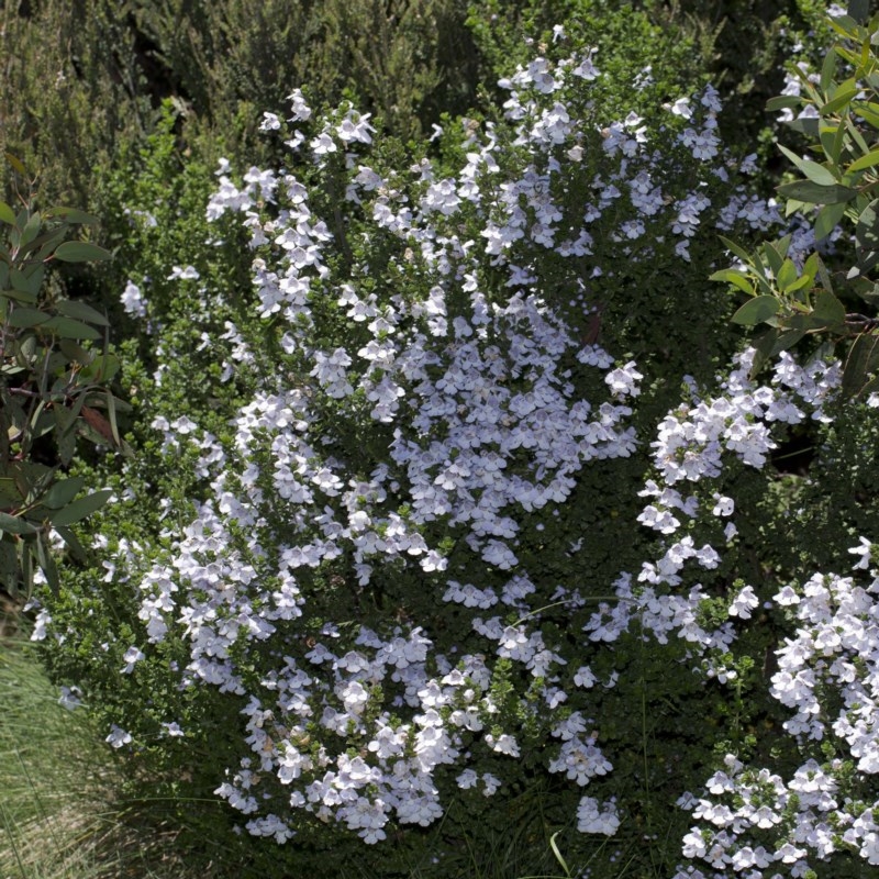 Prostanthera cuneata