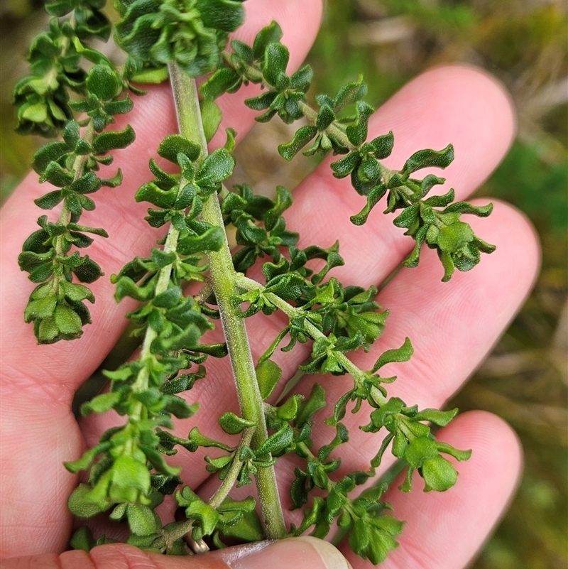 Prostanthera cuneata