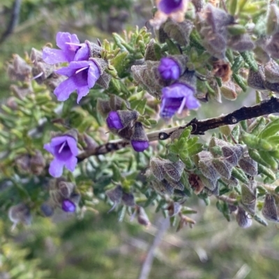 Prostanthera decussata