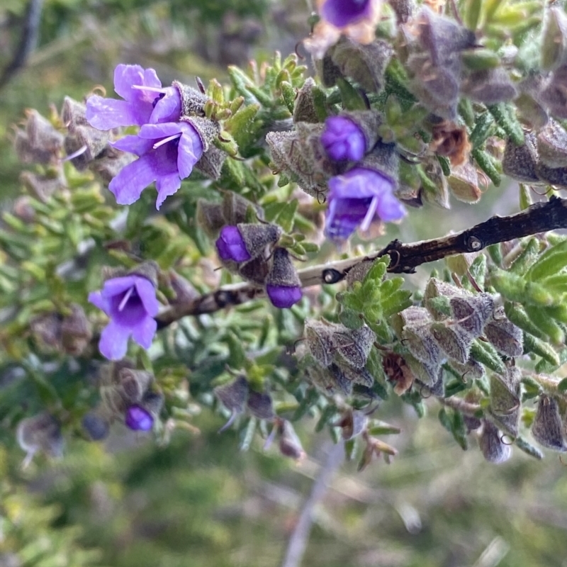 Prostanthera decussata