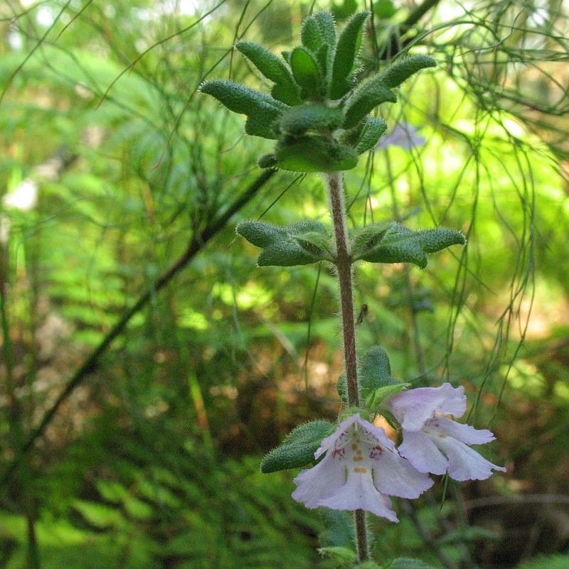 Prostanthera densa