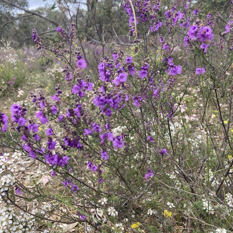 Prostanthera denticulata