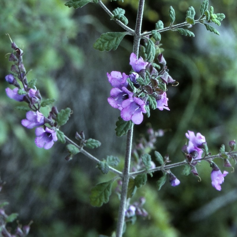 Prostanthera incana