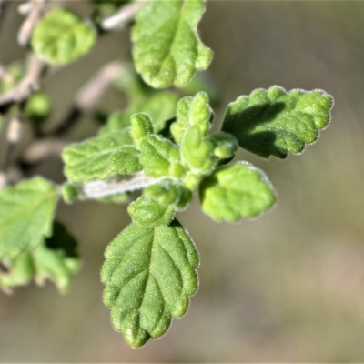 Prostanthera incana