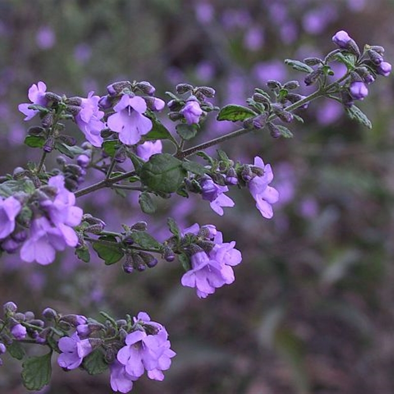 Prostanthera incisa