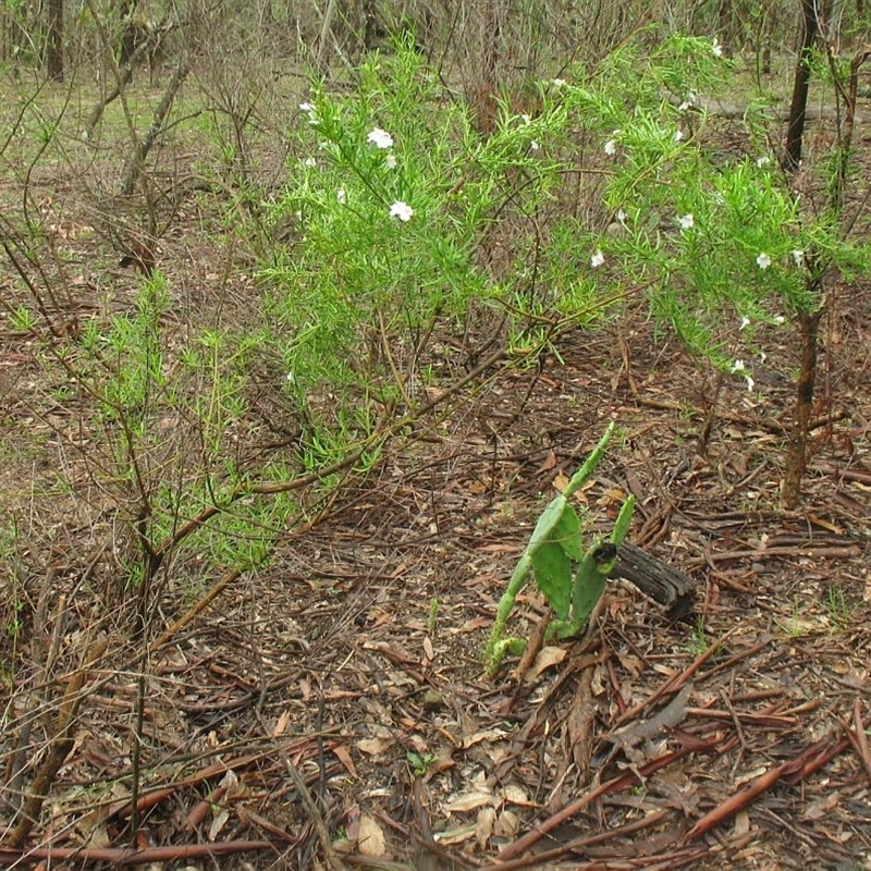 Prostanthera linearis