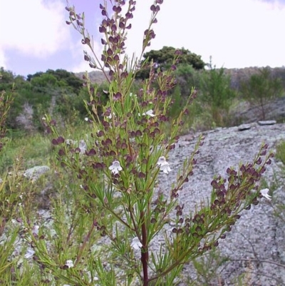 Prostanthera nivea