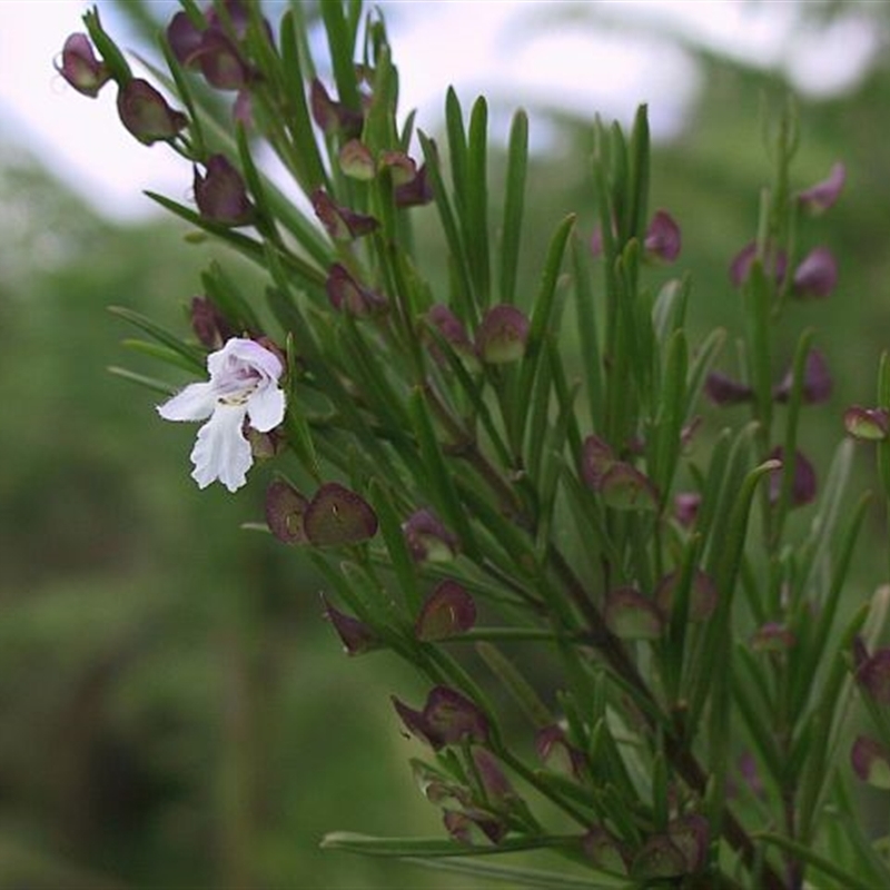 Prostanthera nivea