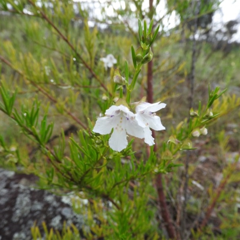 Prostanthera nivea var. nivea