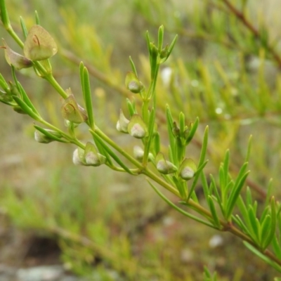 Prostanthera nivea var. nivea