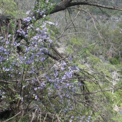 Prostanthera ovalifolia