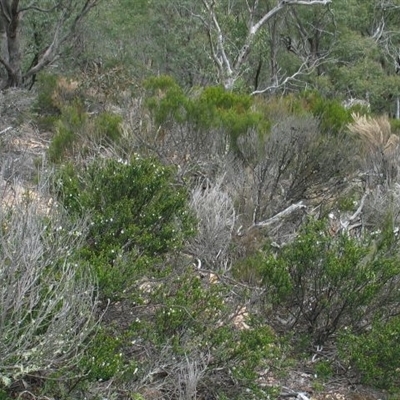 Prostanthera phylicifolia