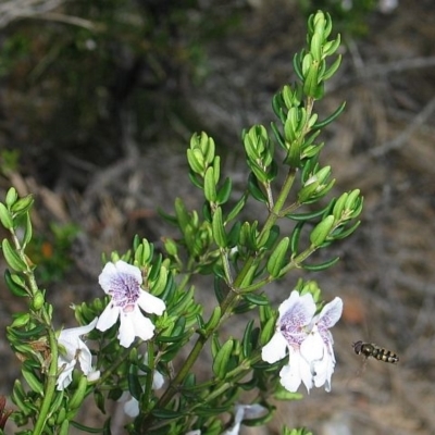Prostanthera phylicifolia