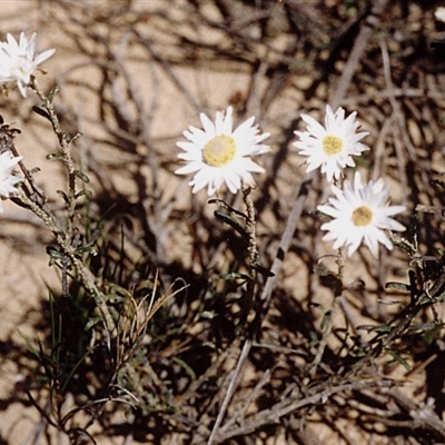 Argentipallium obtusifolium