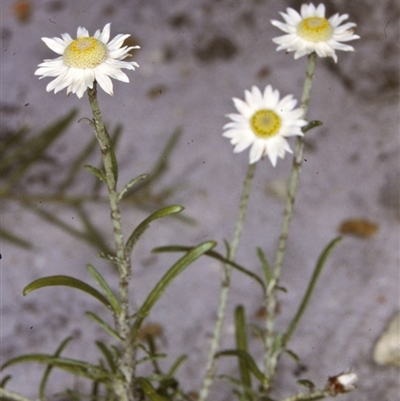 Argentipallium obtusifolium