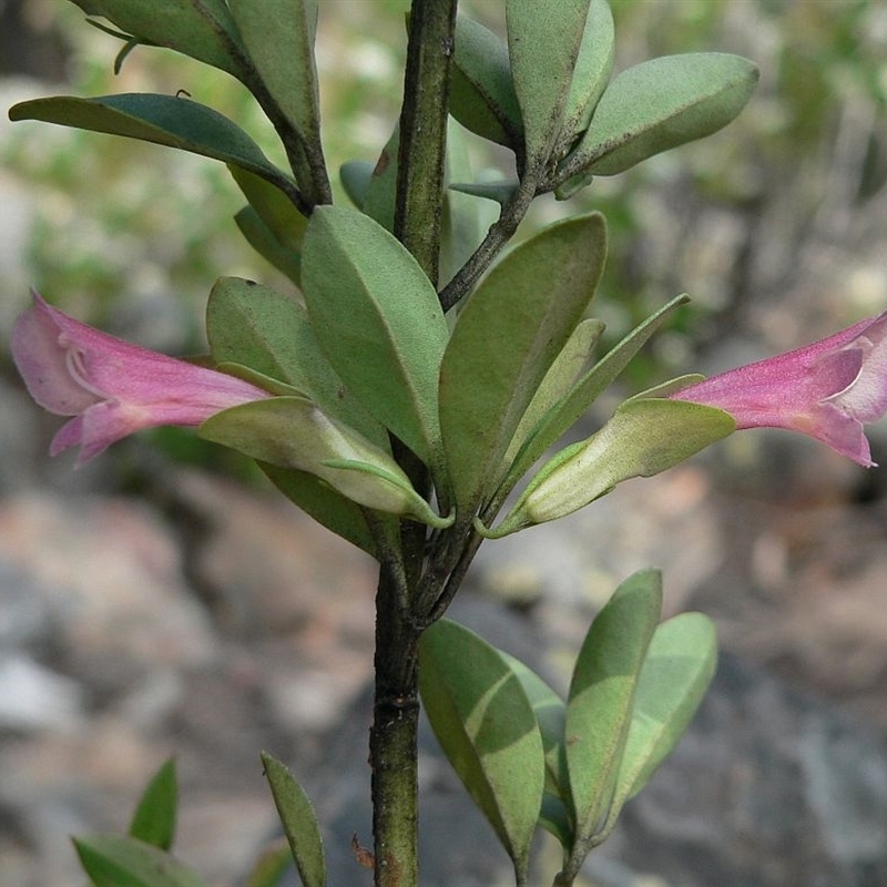 Prostanthera porcata