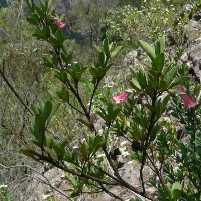 Jackie Miles, west of Moruya