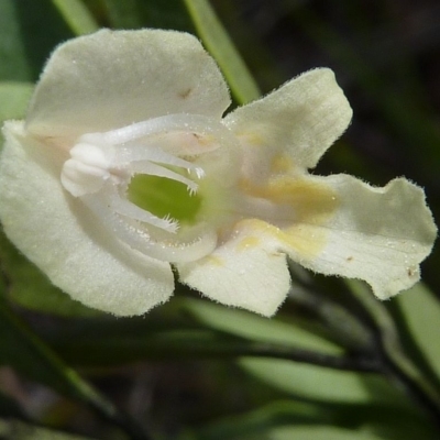 Prostanthera porcata