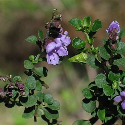 Prostanthera rotundifolia