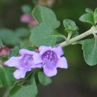 Prostanthera rotundifolia
