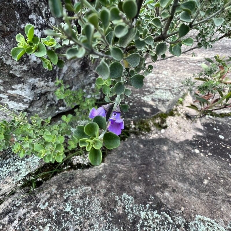 Prostanthera rotundifolia