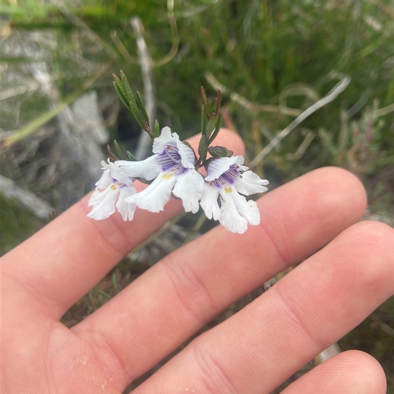 Prostanthera saxicola