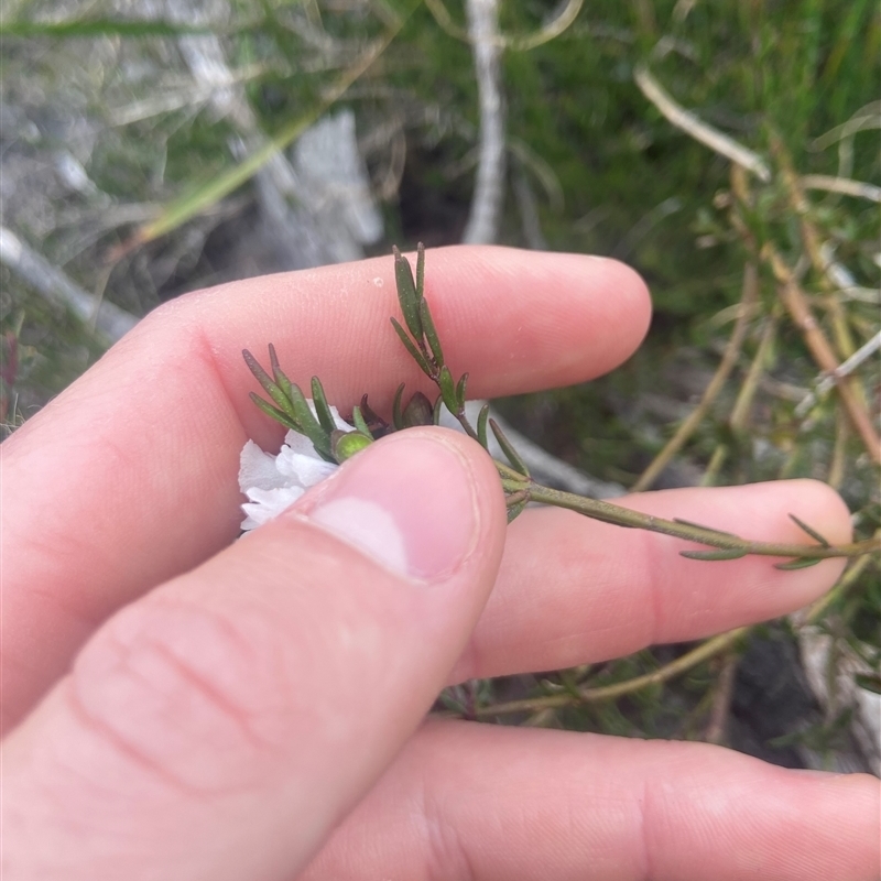 Prostanthera saxicola