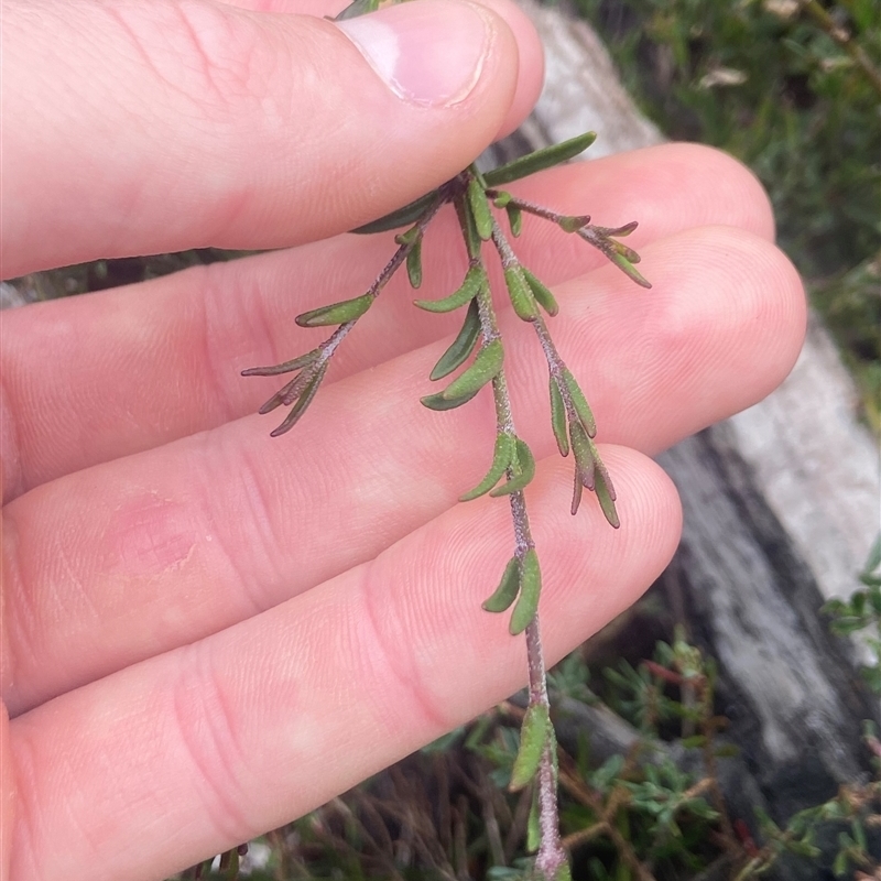 Prostanthera saxicola