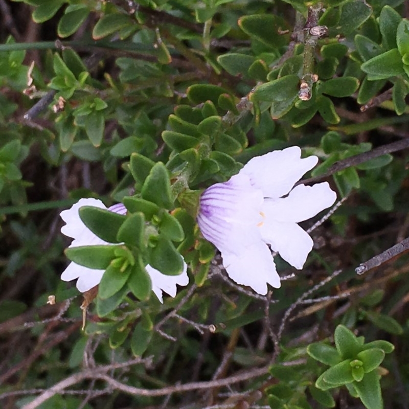 Prostanthera saxicola var. montana