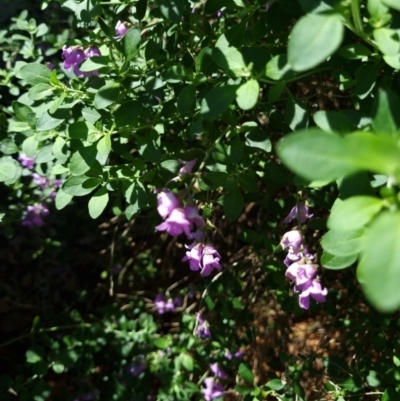 Prostanthera sp.