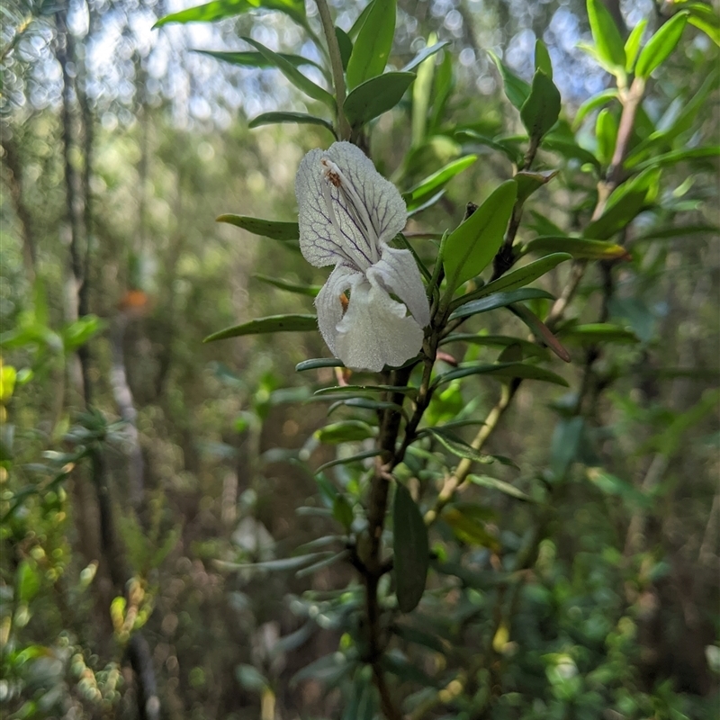 Prostanthera walteri