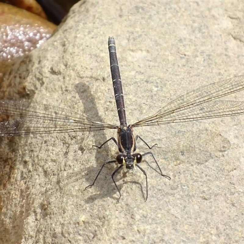 Argiolestidae (family)