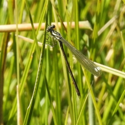 Argiolestidae (family)