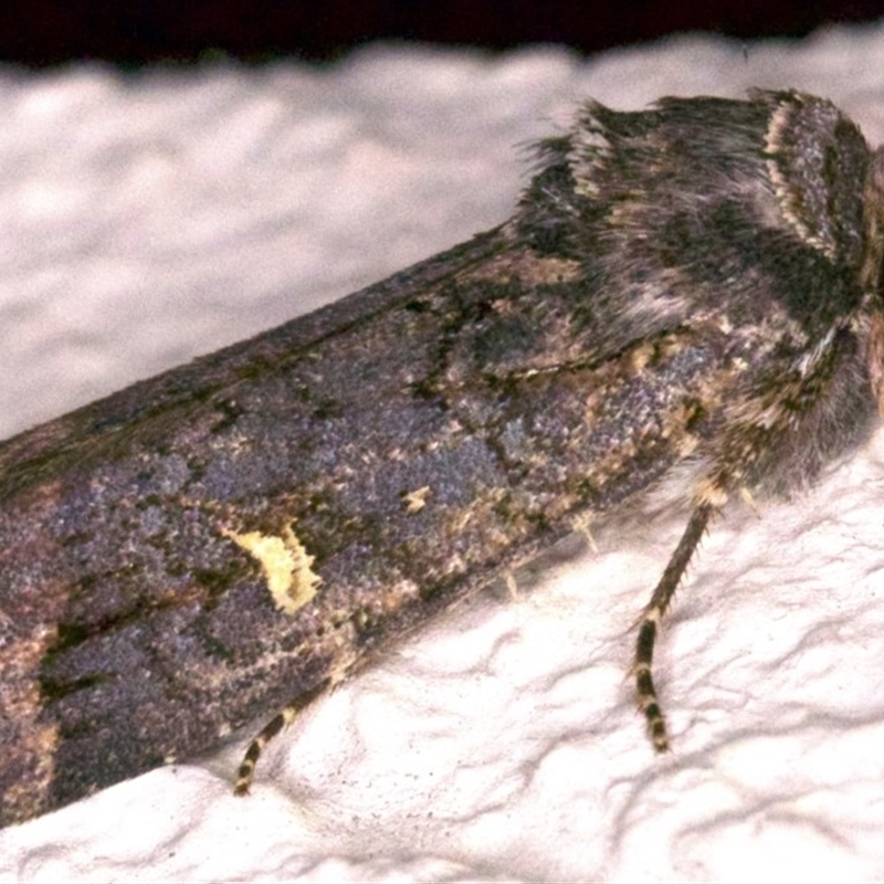 Proteuxoa bistrigula