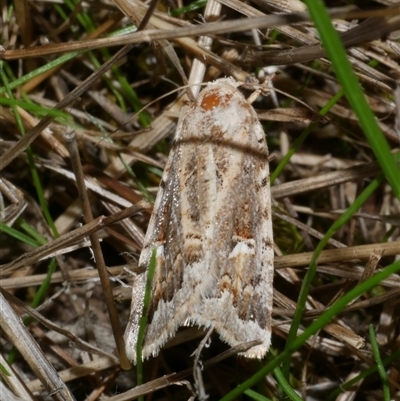 Proteuxoa florescens