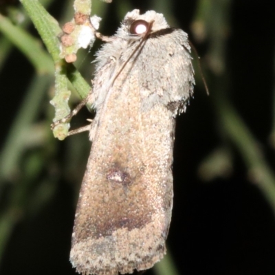 Proteuxoa leptochroa